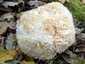 Süngomba (Hericium erinaceus), Budai-hegység